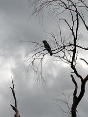 Calyptorhynchus lathami