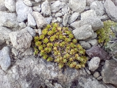 Colobanthus brevisepalus