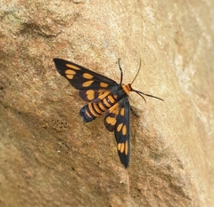 Amata antitheta