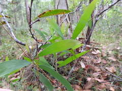Hakea florulenta