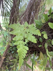 Davallia denticulata