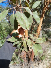 Arbutus xalapensis