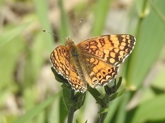 Phyciodes mylitta