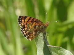 Phyciodes mylitta