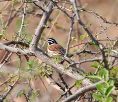 Emberiza flaviventris