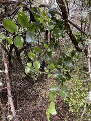 Ileostylus micranthus