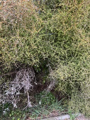 Ileostylus micranthus