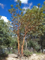 Arbutus xalapensis