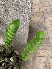 Zamioculcas