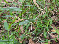 Ottochloa gracillima