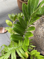 Zamioculcas