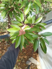Arbutus arizonica