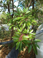 Arbutus arizonica