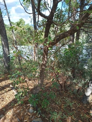 Arbutus arizonica