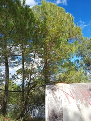 Arbutus arizonica