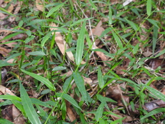 Ottochloa gracillima