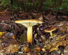 Lactarius rubidus