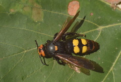 Megascolia maculata maculata