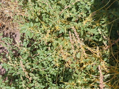 Cuscuta lupuliformis