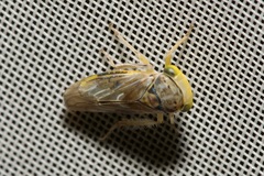 Idiocerus stigmaticalis