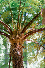 Cyathea cunninghamii