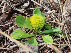 Polygala nana