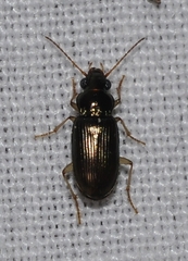 Pogonus gilvipes