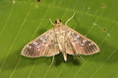 Phostria cyrisalis