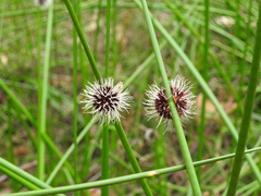 Chorizandra sphaerocephala