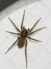Pardosa