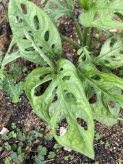 Monstera adansonii