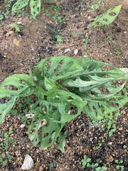 Monstera adansonii