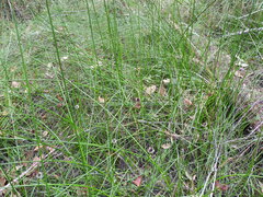 Chorizandra sphaerocephala