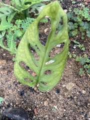 Monstera adansonii