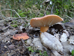 Lactifluus rugatus