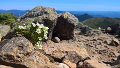 Mononeuria groenlandica