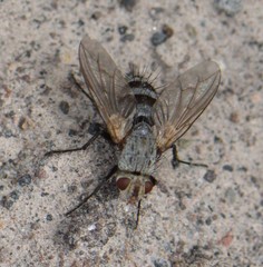 Microphthalma disjuncta