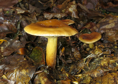 Lactarius rubidus