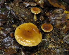 Lactarius rubidus