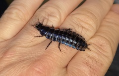 Carabus