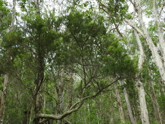 Melaleuca trichostachya