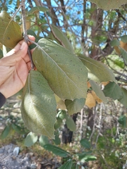 Quercus crassifolia