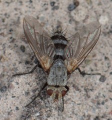 Microphthalma disjuncta