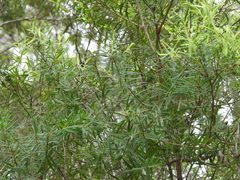 Melaleuca trichostachya