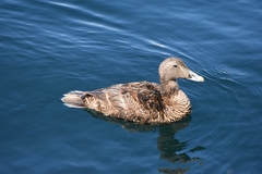 Somateria mollissima