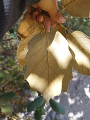 Quercus crassifolia