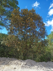 Quercus crassifolia