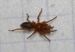 Dysdera