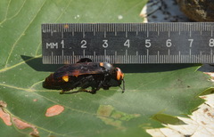 Megascolia maculata maculata