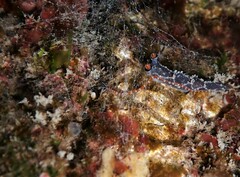 Proceraea